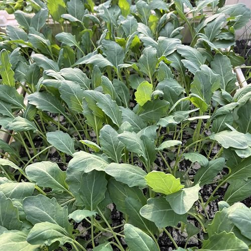 Kohlrabi Jungpflanzen 12er-Set Superschmelz Gemüsepflanzen