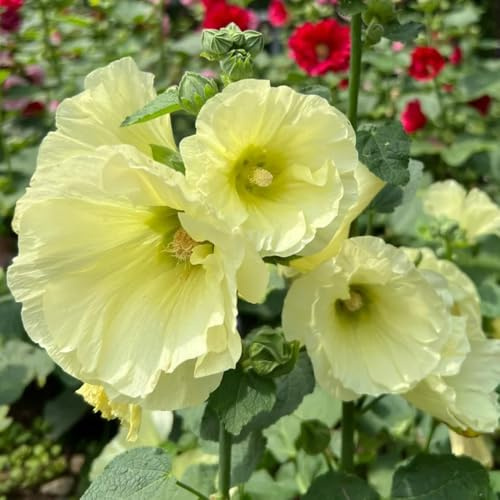 malva real malva real - semillas de tapizantes resistentes al invierno de jardín balcón Decoración sala estar con cama elevada interior raras 450semillas
