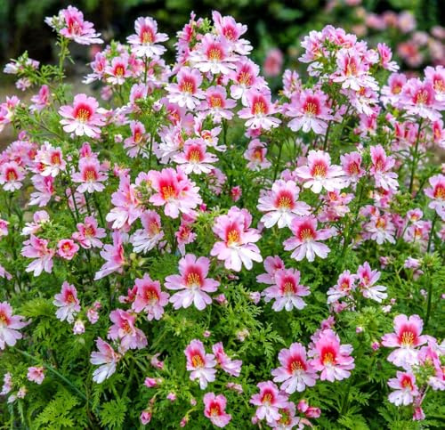 Schmetterlingsblume Angel Wings – Schizanthus × wisetonensis – 400 Samen | Buntblühend, filigran, dekorativ