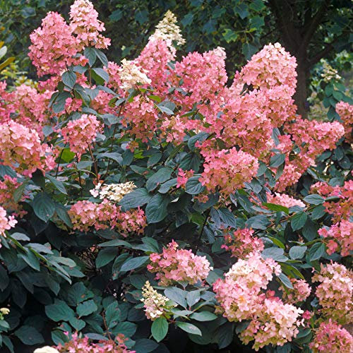Hydrangea Pink Diamond Bushy White Flowering Outdoor Garden Deciduous Shrub (20-30cm (Incl. Pot))