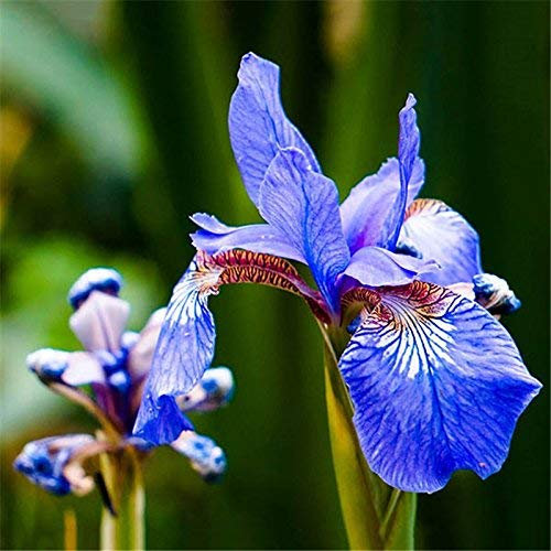 Seeds Blue Butterfly Iris Seed Phalaenopsis Orchid Seed Blue Flower Redsman Tail 20pcs/Pack Plan in Bonsai Flower Vase: Only Seeds
