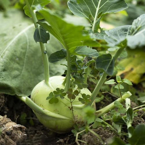 kohlrabi kräutersamen pflanzenkübel gemüsepflanzen wintergemüse gemüsesamen alte sorten indoor kräutergarten pflanzendeko exotische zimmerpflanzen winterharte stauden mehrjährig 20samen