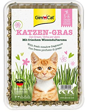 GimCat Katzen-Gras mit Wiesenduftaroma - Saatmischung aus kontrolliertem Feldanbau für schnelle Aufzucht - 1 Schale (1 x 150 g)
