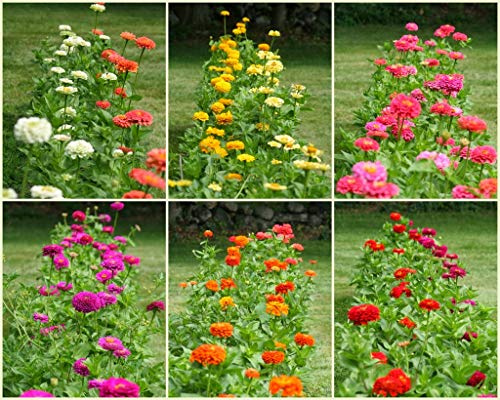 Flower Semillas Flores Zinnia Gigante California Multicolor