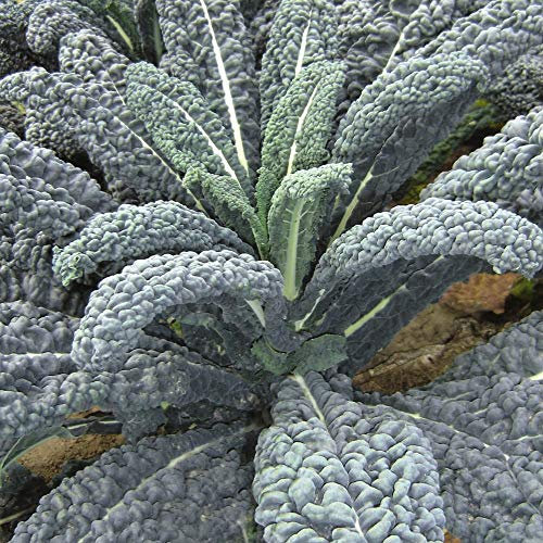 Kale 'Yurok' F1 Hybrid Brassica oleracea Hardy Annual Vegetable Garden Plants Grow Your Own 1 x Seed Packet (30 Seeds) Kale 'Yurok' F1 Hybrid by Thompson and Morgan