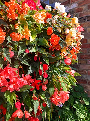 Cambridge Farmers Outlet 9 x Mixed Colours Trailing Begonias (Corms to Plant Yourself) Free UK Postage