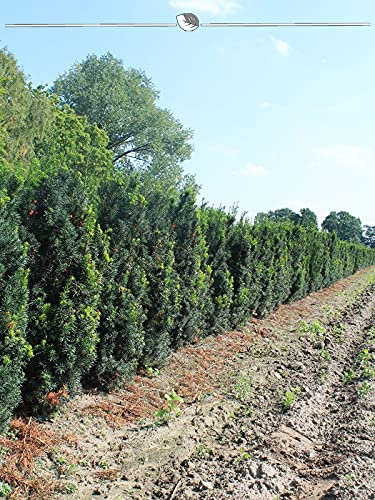 Taxus media Hicksii 60-80 cm im Topf. 5 Eiben. Eibenhecke: immergrün, winterhart