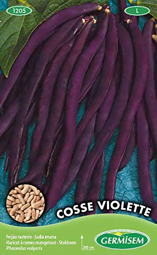Germisem Cosse Violette Semi di Fagiolo Rampicante 100 g
