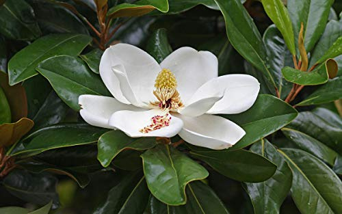 Magnolia grandiflora pianta sempreverde in vaso ø18 h 1 metro circa Vivaio di Castelletto