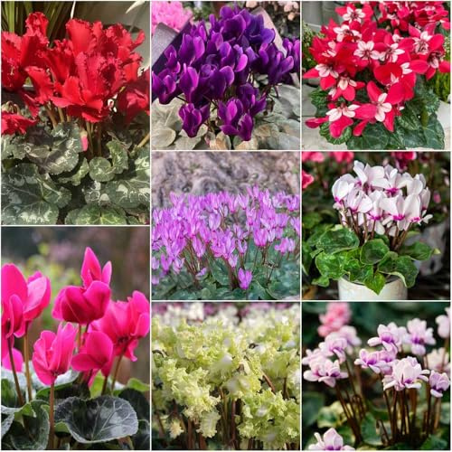 alpenveilchen - Seltene serie - winterharte für balkon, pflanzensamen balkon garten hochbeet deko topfpflanzen gartenblumen garten 40samen