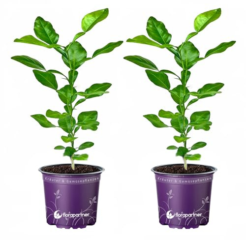 Kaffir-Limette Kaffernlimette (Citrus-hystrix) Mauritius-Papeda 2er-Set
