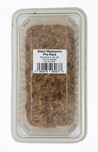 Livefoods4u Live Giant Mealworms 40g Tub 40-60mm | Reptile & Bird Food
