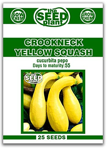 Crookneck Yellow Squash Seeds - 25 Non-GMO Seeds