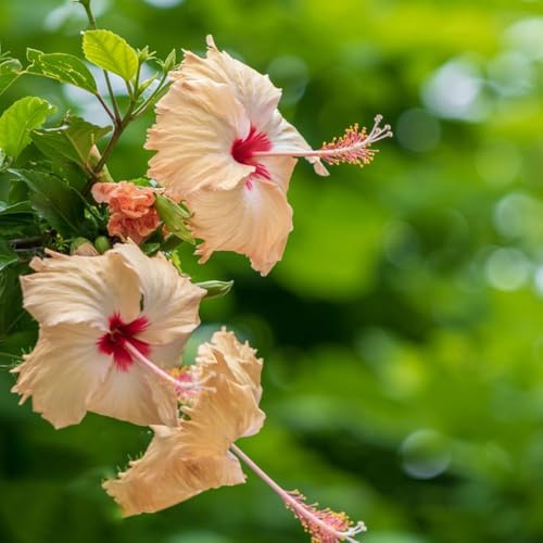 semillas hibisco, de jardin semillas de del prado balcón resistentes, del jardin resistentes 350pcs