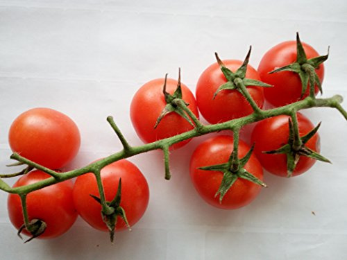 SEMI POMODORO CILIEGINO DI PACHINO