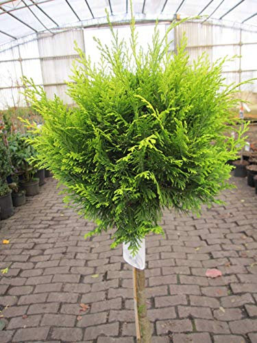Hochstamm - Chamaecyparis lawsoniana Stardust - Gelbe Gartenzypresse - 80cm Stamm