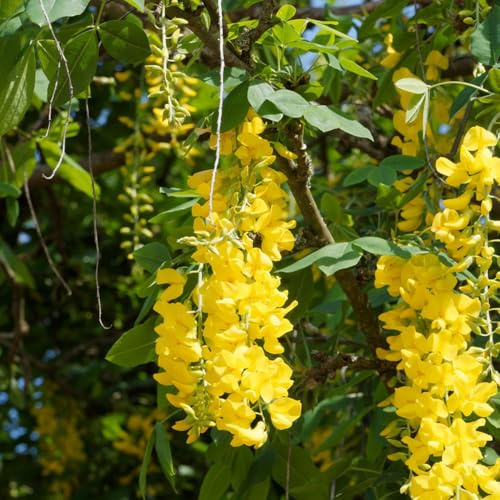 semi di maggiociondolo - biologici balcone 35pcs
