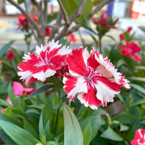 semillas de clavel - Dianthus chinensis Decoración jardín 225pcs