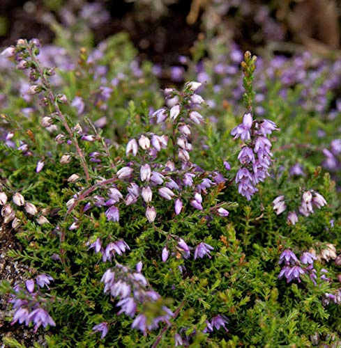 10x Besenheide Heidezwerg - Calluna vulgaris - lebende Gartenpflanze aus den Baumschulen