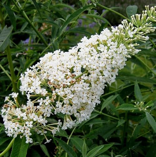 Vivai le Georgiche - Pianta vera di Buddleja davidii Nanho White - vaso Ø 24 cm