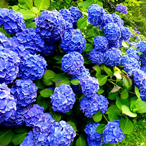 Hydrangea macrophylla 'Early Blue' in 2L Pot, Stunning Clusters of Blue Flowers 3fatpigs®