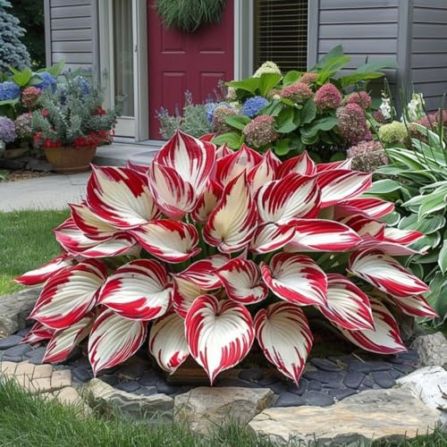 Hosta bulbi,Piante perenni,Hosta pianta vera,resistenti al freddo,Tagliare,Progettazione paesaggistica(non artificiali)-8 Bulbi-F