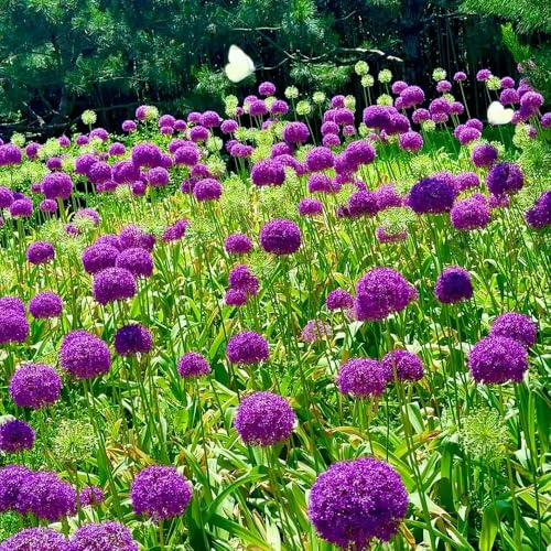 bulbos ajo ornamental jardín bonsái perennes interior allium primavera decoración balcón oficina puerro gigante decorativas resistentes 20pcs