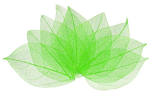 M METERXITY 200er-Pack Skelettblätter Pressblätter Blattadern 4-6cm Grün | Kleine Dekorative Blätter, Natürliche Gummibaum, Getrocknete, Für Harz/DIY-Basteln Karten/Scrapbooking/Hochzeit