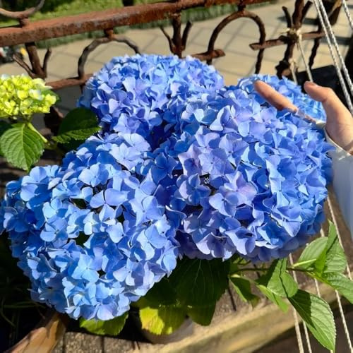 Semillas de hortensias resistentes - al invierno para el jardín. perennes, para interior 800pcs