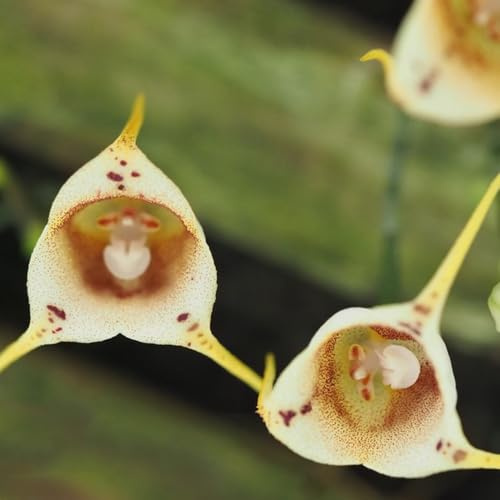 semi di orchidea faccia di scimmia, orchidea faccia di scimmia Dracula simia, orchidea, giardino perenni resistenti 200pcs