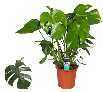 POWERS TO FLOWERS - PHILODENDRON, PHYLODENDRON PERTUSUM, MONSTERA DELICIOSA, VASO 22CM, pianta vera