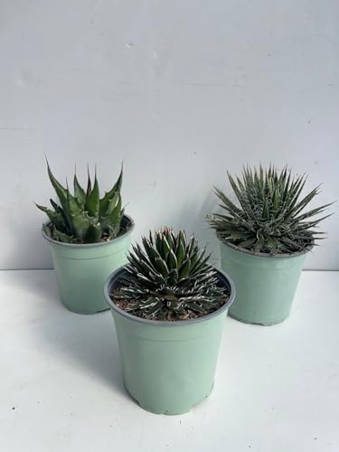 PIANTA DI AGAVE AMERICANA VARIETA' MIX IN VASO 17 CM (foto reali)