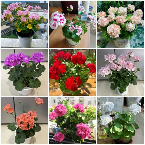 Semi di geranio appesi, miscela, Pelargonium hortorum, geranio da balcone resistenti per il giardino di perenni resistenti 50pcs