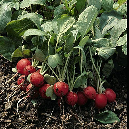 Radish 'Scarlet Globe' Hardy Annual Vegetable Garden Plants Easy to Grow Your Own 1 Packet of 1000 Seeds by Thompson and Morgan