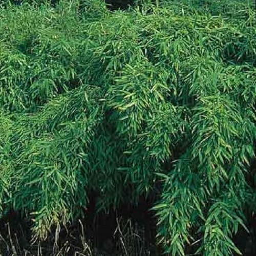 3 x Fargesia Murieliae 'Simba'- Gartenbambus 'Simba' 50-60 cm im Container - Die Majestät des Zwergbambus