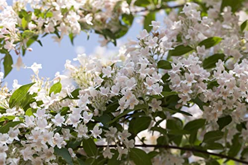 Kolkwitzia amabilis 100-125 cm - Kolkwitzie, rosa Blüten, Blütezeit Mai-Juni, ideal für Hecken und Rabatten, pflegeleicht und winterhart