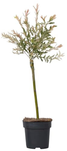Plant in a Box - Saule crevette - Salix integra 'Flamingo' - Hauteur 60-80cm - Pot 17cm - Plante de jardin - Résistante au froid
