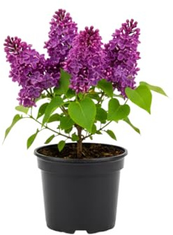 Fragrant Common Lilac Shrub in 4 Inch Pot, Live Purple Lilac Plant, Easy Grow Ornamental, Indoro Outdoor Planting