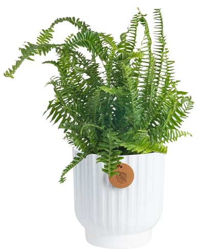 Costa Farms Kimberly Queen Fern Live Plant in Decorative Pot, Indoor & Outdoor Houseplant, Perfect for Home, Room, or Office Decor, Great House Warming or Birthday Gift, 12-18 Inches Tall