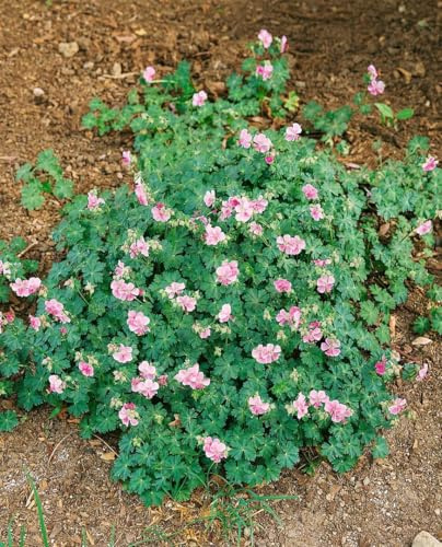 Storchschnabel Geranium cantabrigiense Biokovo 12 cm Topf winterhart | Bodendecker fuer sonnige bis halbschattige Standorte, robust, blueht rosa-weiss, ideal fuer Beet und Garten