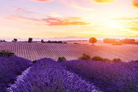 adrium Acryl-Bild 60 x 40 cm: Lavendelfeld Sommer Sonnenuntergang Landschaft in der Nähe von Valensole.Provence, Frankreich (65020557)