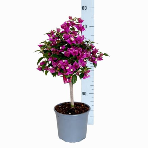 Bouganville in vaso – pianta vera rampicante in vaso 17 - Bouganvillea Alta circa 55 cm - Pianta da esterno - Pianta da interno - Varietá Sabina Viola