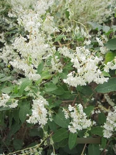 Polygonum aubertii - Schlingknöterich - Fallopia baldschuanica - 60-100cm - Bienenweide