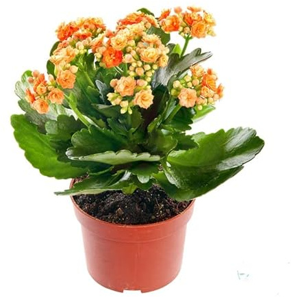 Kalanchoe Calandiva Natural Planta Resistente y Fácil de Cuidar
