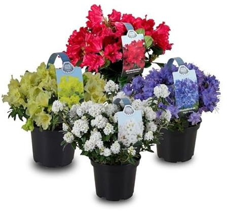 4 Unidades de Azalea Naturales Plantas de Exterior de Aspecto Primaveral