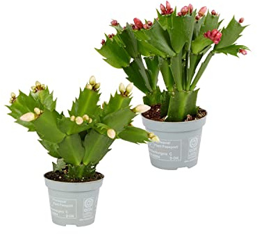 Plantas Naturales de la Navidad Set de 2 Cactus de Navidad Flores de Pascua