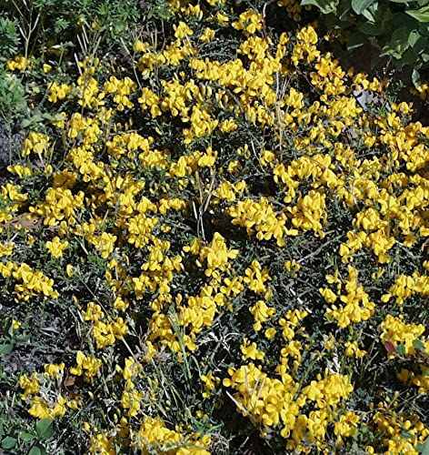 Porlock Ginster 20-30cm - Genista