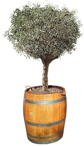 Temesso großer Olivenbaum ca. 180 cm (Olea europaea) fertig gepflanzt in Weinfass, Holzfass – Holz geschliffen & geölt (mittlerese Fass)