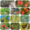 granado resistente - semillas jardín de plantas fruto columnar planta de maceta fruto en espaldera - Serie Plantas Raras - semillas interior árbol frutal bonsái árboles frutales frutas 30pcs