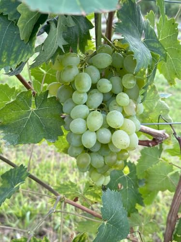 Theresa – kernlose Bio-Tafeltraube mit großen Beeren | süß & spätreifend | ideal für Hauswände & Pergolen | EG-ÖKO zertifiziert | getopfte Rebe aus der Rebschule Vitiserve